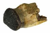 Cretaceous Boreal Crocodile Tooth - North Dakota #128473-1